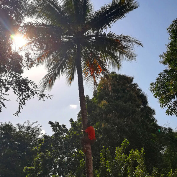 Symbolbild zur Wald-Patenschaft für Nahrungswald in Sierra Leone Afrika, Mann klettert auf Palme