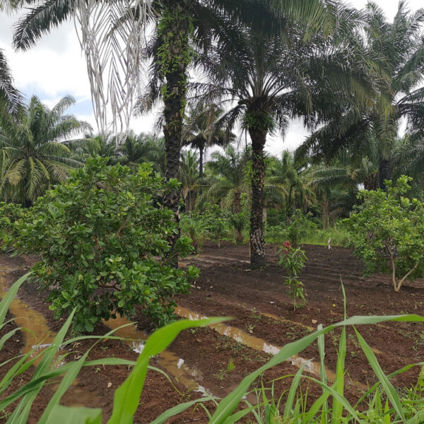 Symbolbild zur Wald-Patenschaft für Nahrungswald in Sierra Leone Afrika