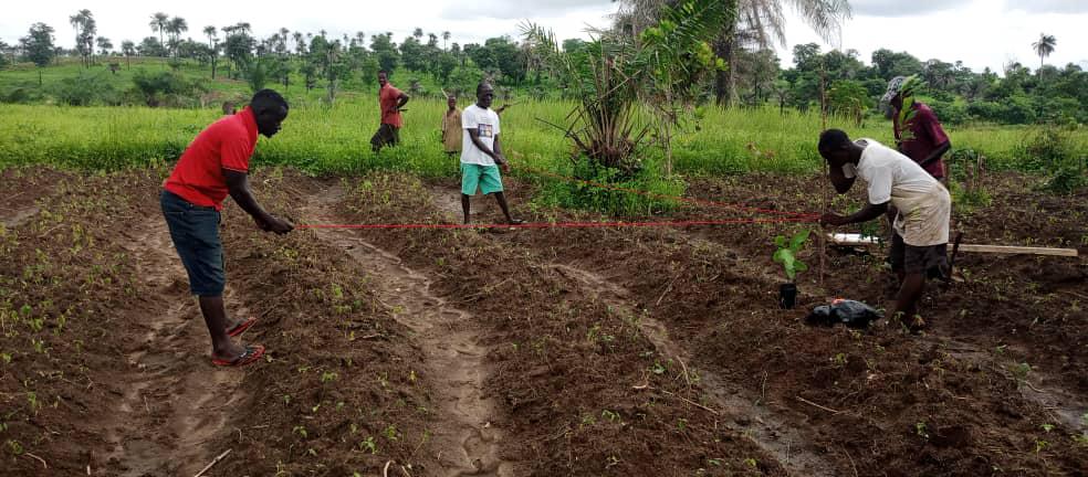 Nahrungswald pflanzen in Sierra Leone